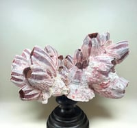 Image 10 of Ancien bloc de balanes sur socle en bois tourné fin XIXe  Objet de curiosités;: