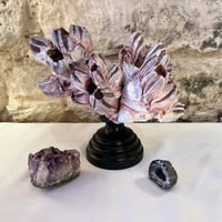 Image 2 of Ancien bloc de balanes sur socle en bois tourné fin XIXe  Objet de curiosités;: