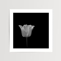 Tulip V | Botanical Art Print | Limited Edition