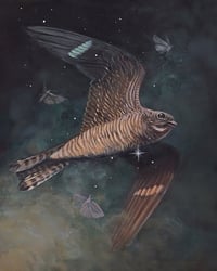 "Dusk Dancers - Common Nighthawk" Fine Art Reproduction