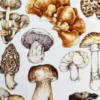Image 3 of mushrooms of north america