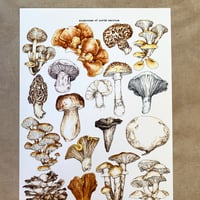 Image 2 of mushrooms of north america