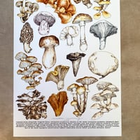 Image 4 of mushrooms of north america
