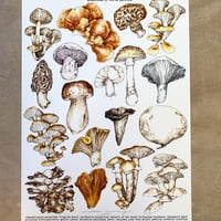 Image 1 of mushrooms of north america