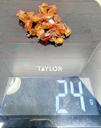 Image 6 of Vintage 1940s Baltic Am ber Inclusions Wire Wrap Cabochon Shape Neckalce