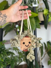 Image 1 of Pre-Order Lola: Swinging Vining Plant 