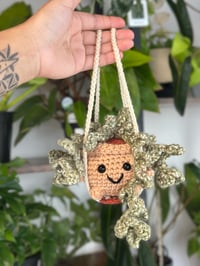 Image 3 of Pre-Order Lola: Swinging Vining Plant 