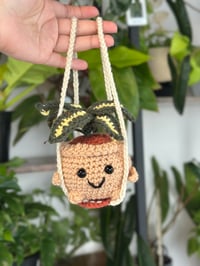 Image 1 of Pre-Order Pixie: Variegated Hoya 