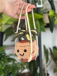 Image 2 of Pre-Order Pixie: Variegated Hoya 