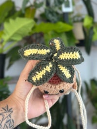 Image 3 of Pre-Order Pixie: Variegated Hoya 