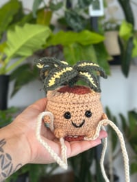 Image 4 of Pre-Order Pixie: Variegated Hoya 