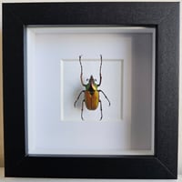 Framed - Theodosia Scarab Beetle (RARE)