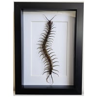 Framed - Scolopendra Giant Centipede