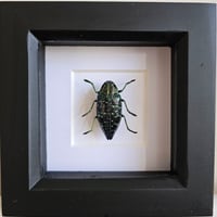 Framed - Sumptuosa Jewel Beetle I