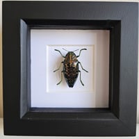 Framed - Sumptuosa Jewel Beetle