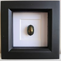 Framed - Emerald Cockroach (RARE)