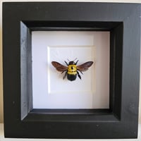 Framed - Hairy Carpenter Bee I