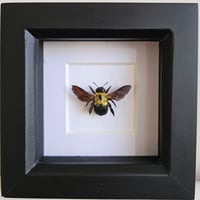 Framed - Hairy Carpenter Bee