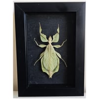 Framed - Walking Leaf Insect I