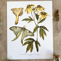 Image 1 of 'dreams of june'