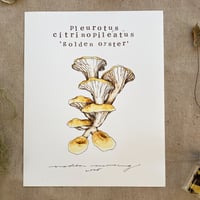 pleurotus citrinopileatus 'golden oyster'