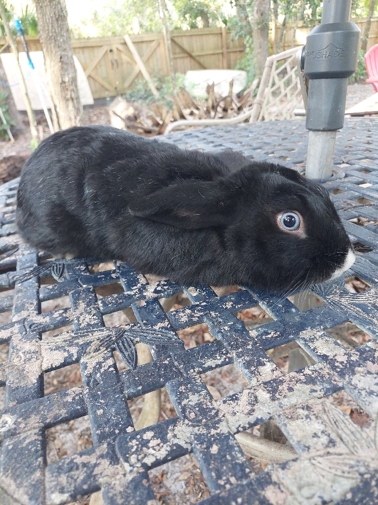 Image of Oreo (M)