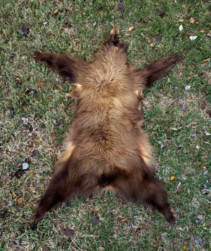 Image of Black Bear Skin