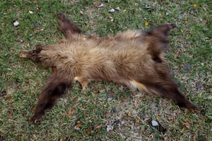 Image of Black Bear Skin