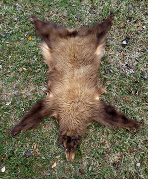 Image of Black Bear Skin
