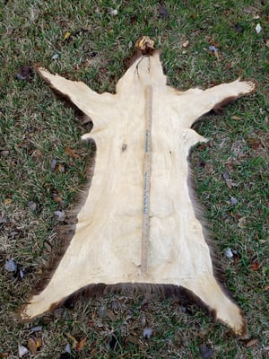 Image of Black Bear Skin