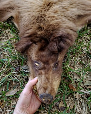 Image of Black Bear Skin