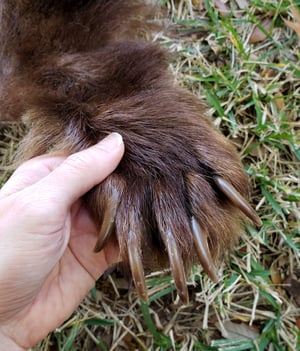 Image of Black Bear Skin