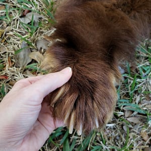 Image of Black Bear Skin