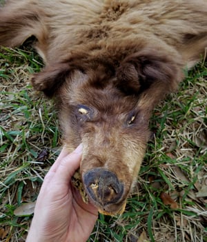 Image of Black Bear Skin
