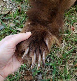 Image of Black Bear Skin