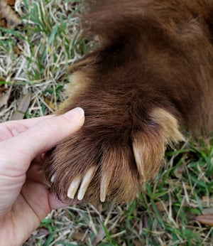 Image of Black Bear Skin