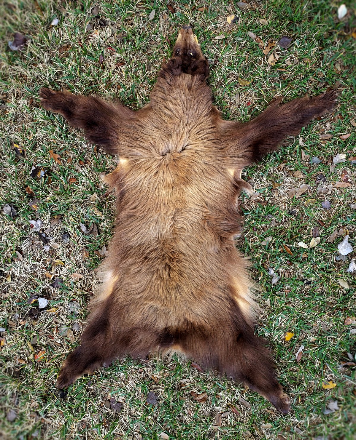 Image of Black Bear Skin