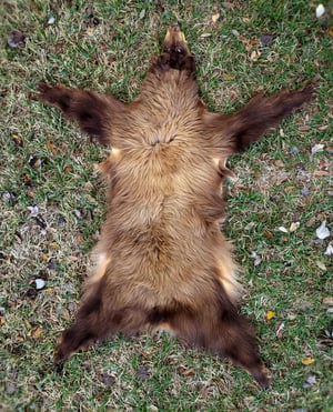 Image of Black Bear Skin