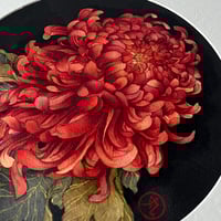 Image 2 of Fire Chrysanthemum 