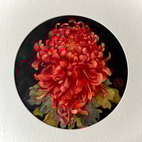Image 1 of Fire Chrysanthemum 
