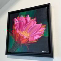 Image 3 of Red Torch Cactus