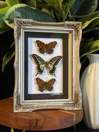 BUTTERFLY TRIO - SOFT GOLD ORNATE