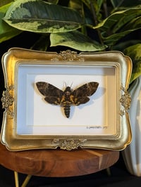 SINGLE DEATH HEAD - GOLD ORNATE