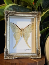 LUNA MOTH - SOFT GOLD ORNATE