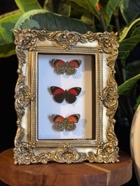 TRIPLE 88 BUTTERFLY FRAME