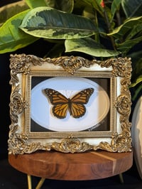 MONARCH BUTTERFLY FRAME - OVAL ORNATE