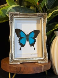 BLUE EMPEROR SWALLOWTAIL - SOFT GOLD