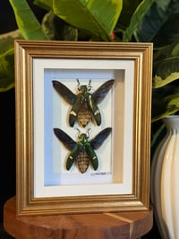 JEWEL BEETLE DUO - WHITE GOLD 