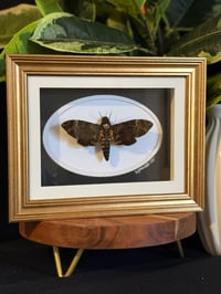 DEATH HEAD HAWK MOTH - OVAL GOLD