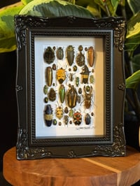 BEETLE BOX - BLACK ORNATE